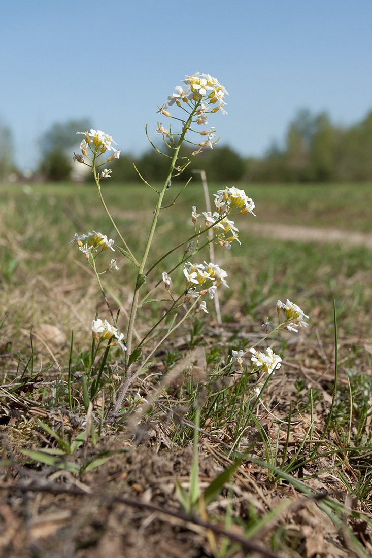 Изображение особи Arabidopsis arenosa.