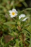 Cistus monspeliensis. Верхушка цветущего растения. Испания, Каталония, провинция Жирона, комарка Альт-Эмпорда, муниципалитет Кадакес, мыс Креус, каменистая тропа. 01.04.2019.