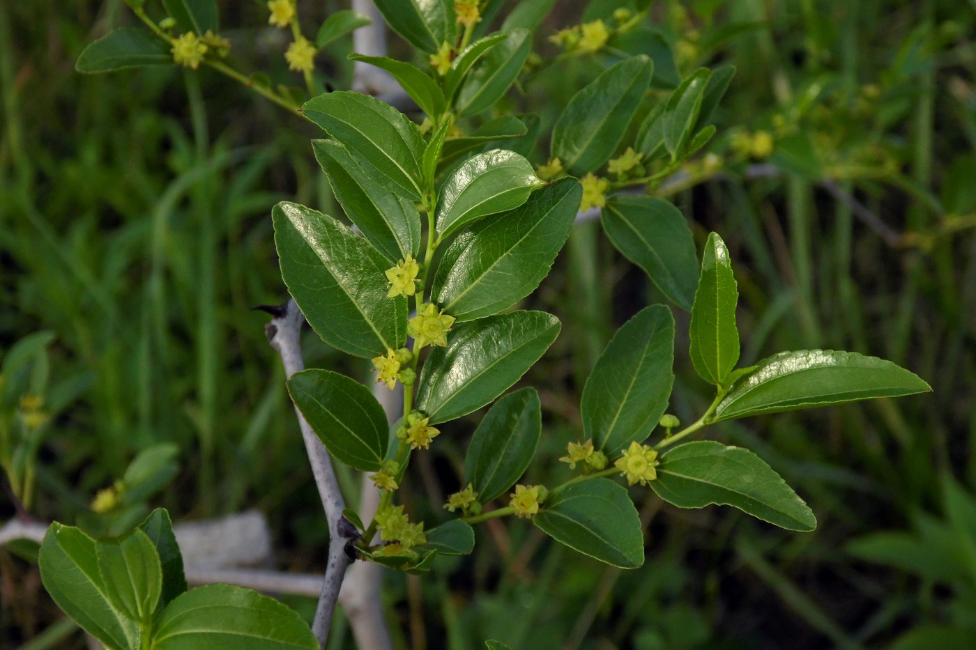 Image of Ziziphus jujuba specimen.