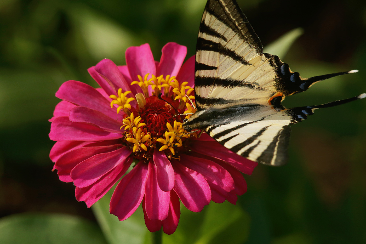 Изображение особи Zinnia elegans.