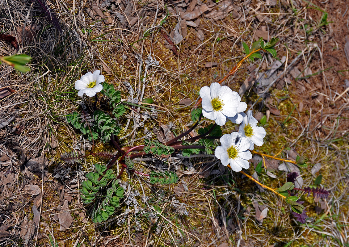 Изображение особи Callianthemum sajanense.