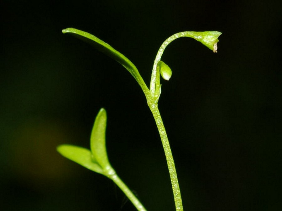 Image of Montia fontana specimen.