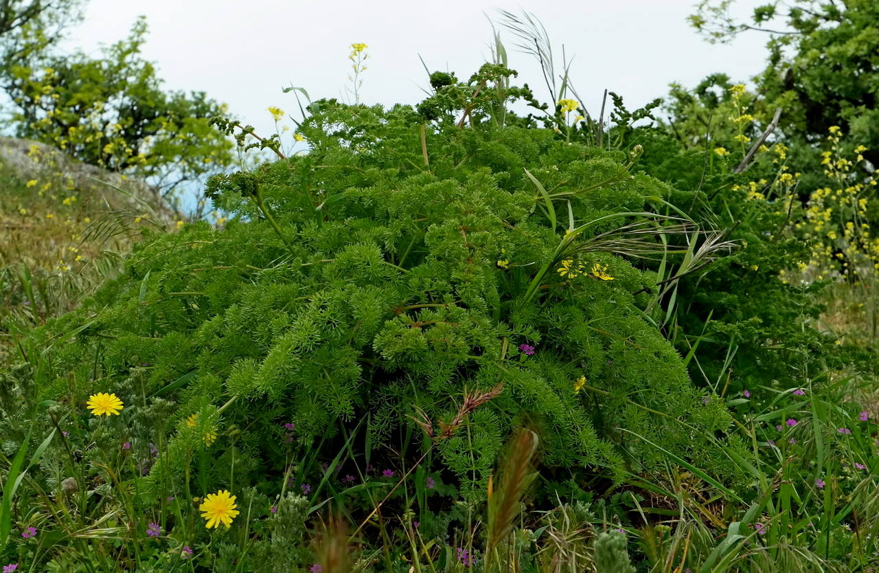 Image of Ferulago galbanifera var. brachyloba specimen.