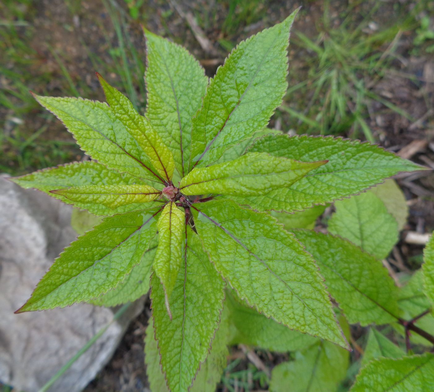 Image of Eupatorium purpureum specimen.