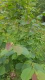 Corylus ferox variety tibetica