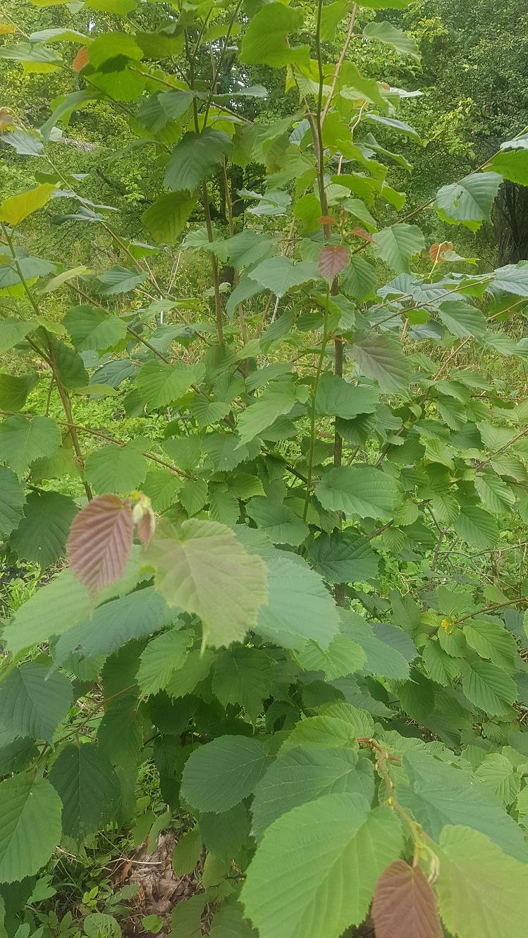 Image of Corylus ferox var. tibetica specimen.