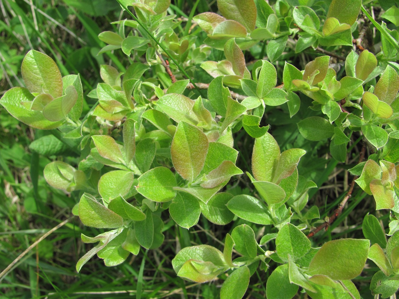 Изображение особи Salix pseudodepressa.