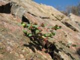 Euphorbia humifusa