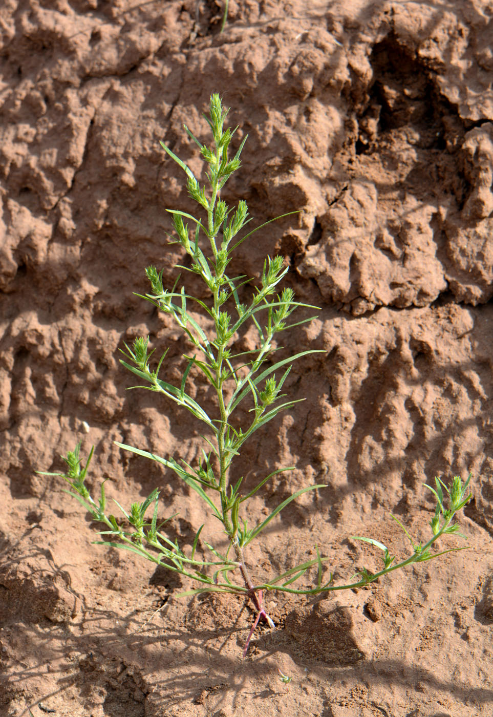 Image of Corispermum marschallii specimen.