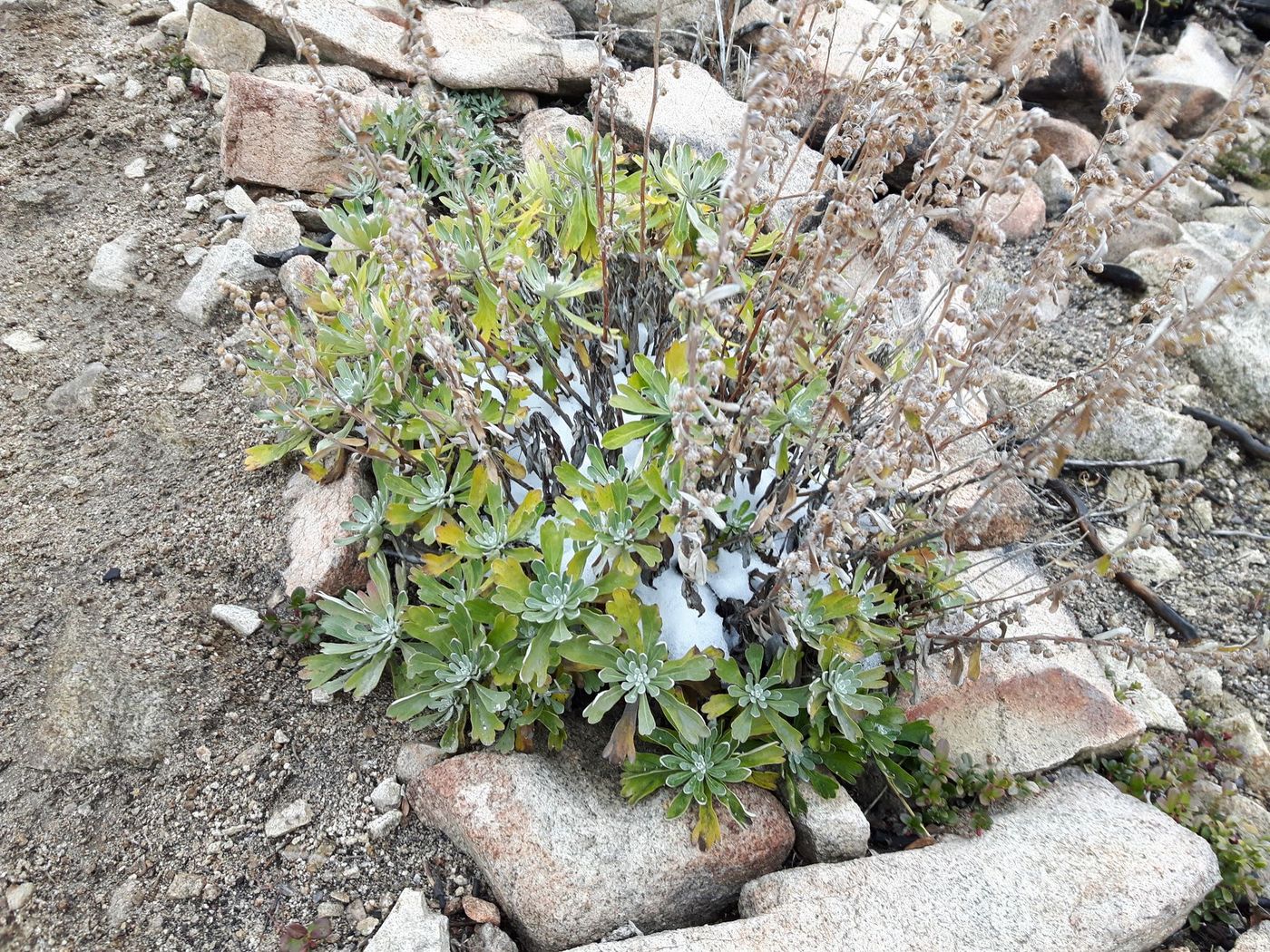 Image of Artemisia lagocephala specimen.