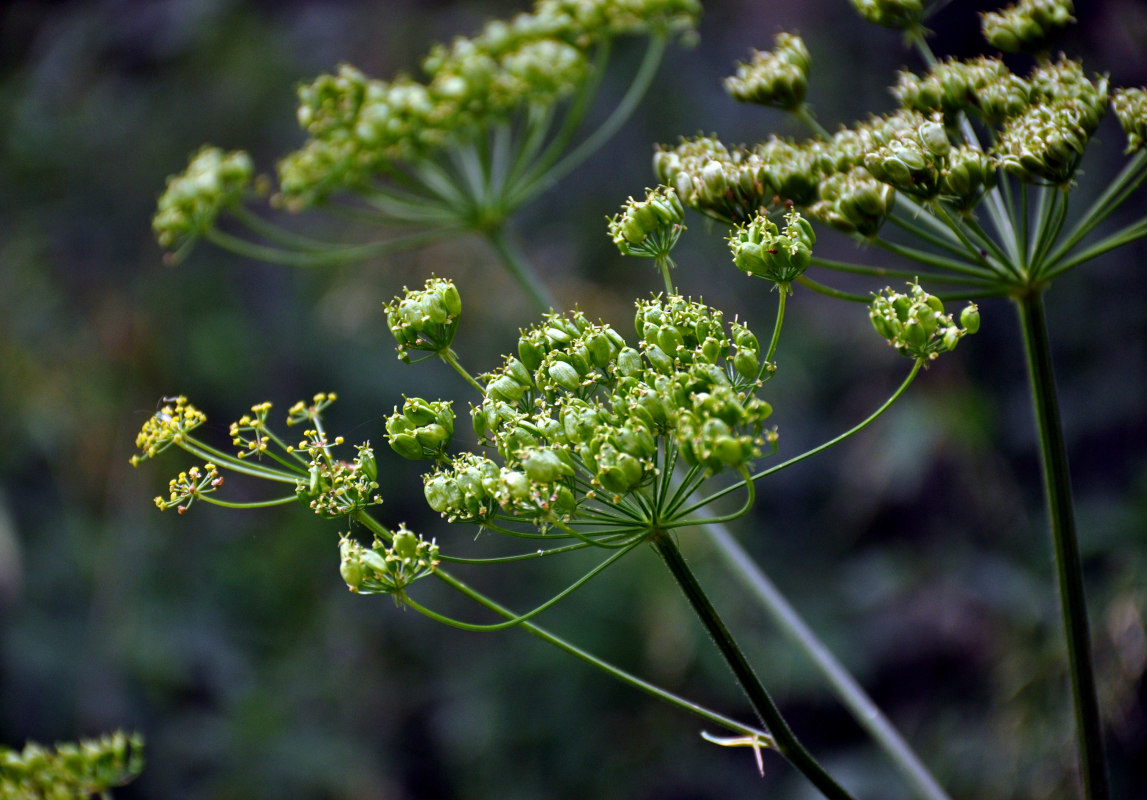 Image of Heracleum sibiricum specimen.