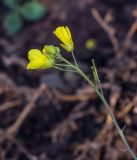 Brassica campestris. Верхушка растения с цветками, бутонами и завязями. Татарстан, Агрызский р-н, с. Красный Бор, свалка. 12.10.2019.