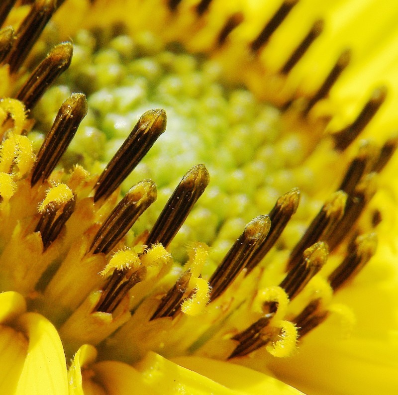 Image of Helianthus rigidus ssp. subrhomboideus specimen.