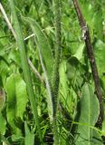 Trommsdorffia maculata