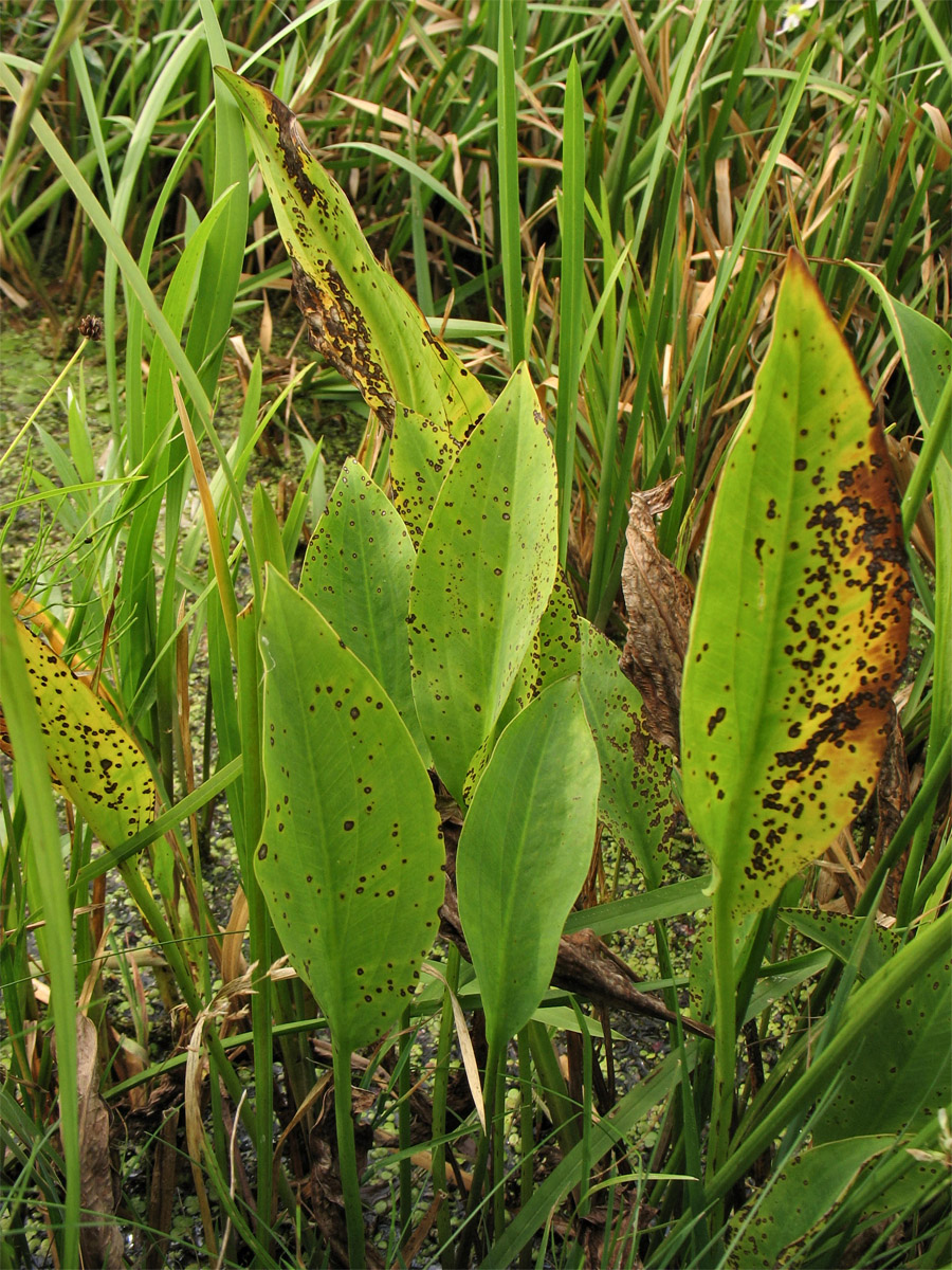 Image of Alisma lanceolatum specimen.