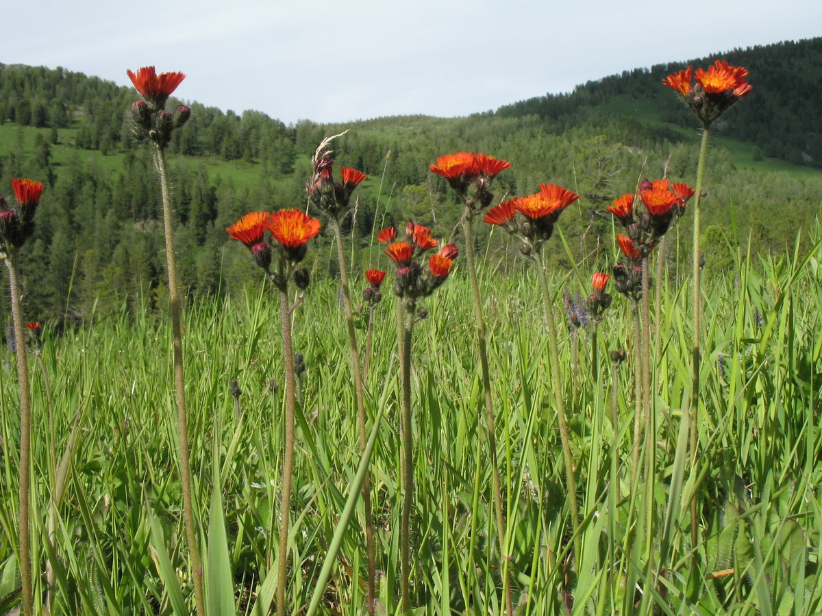 Изображение особи Pilosella aurantiaca.