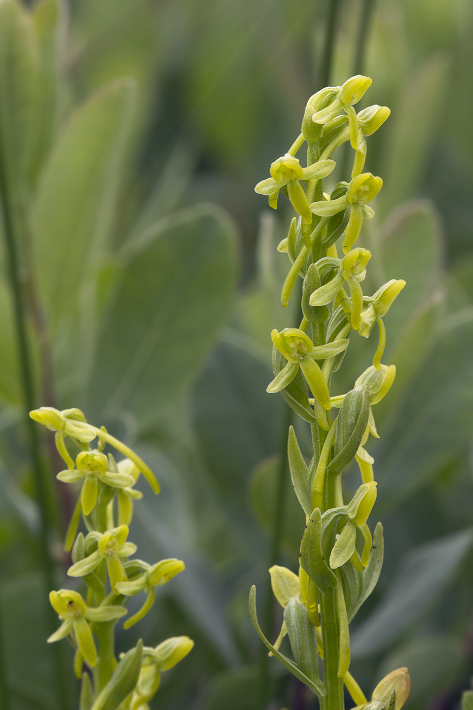 Изображение особи Platanthera tipuloides.