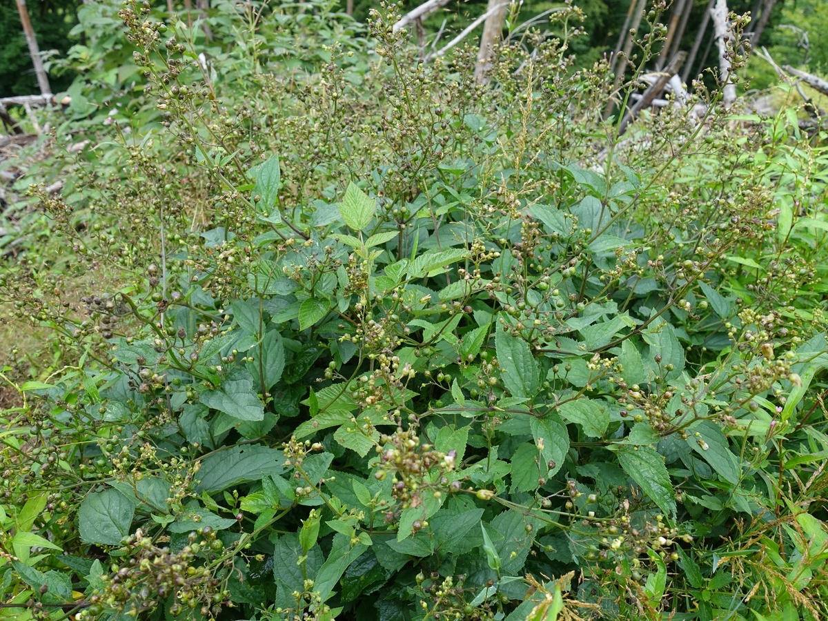 Изображение особи Scrophularia nodosa.