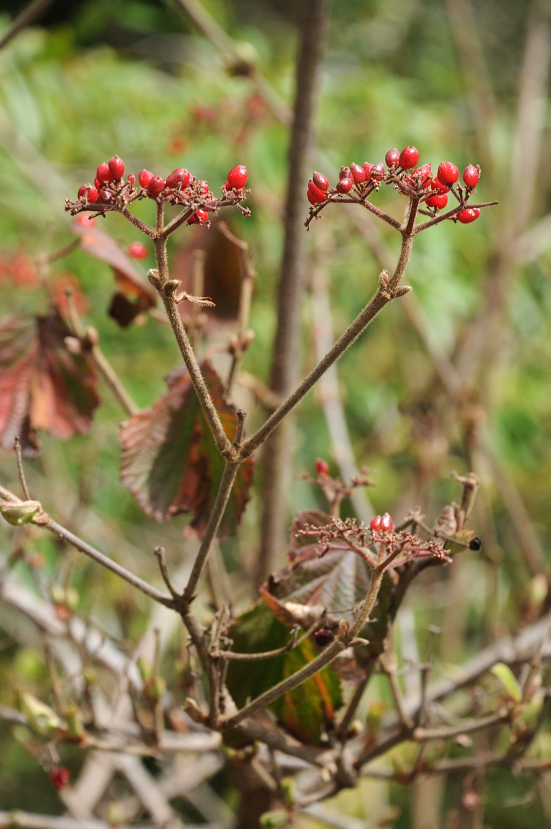 Изображение особи Viburnum dilatatum.