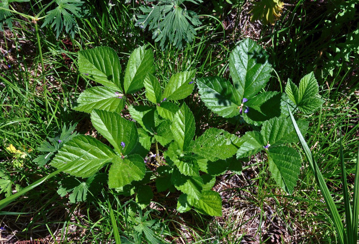 Изображение особи Rubus saxatilis.