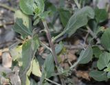 genus Encelia