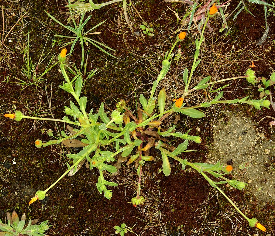 Изображение особи Calendula gracilis.