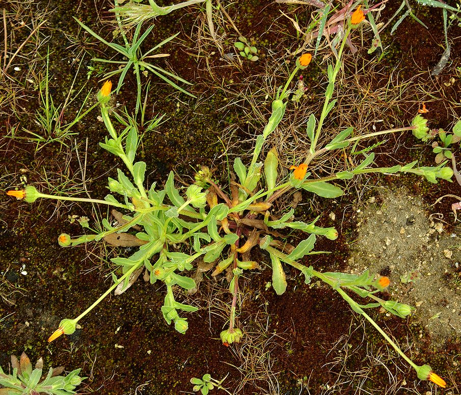Изображение особи Calendula gracilis.