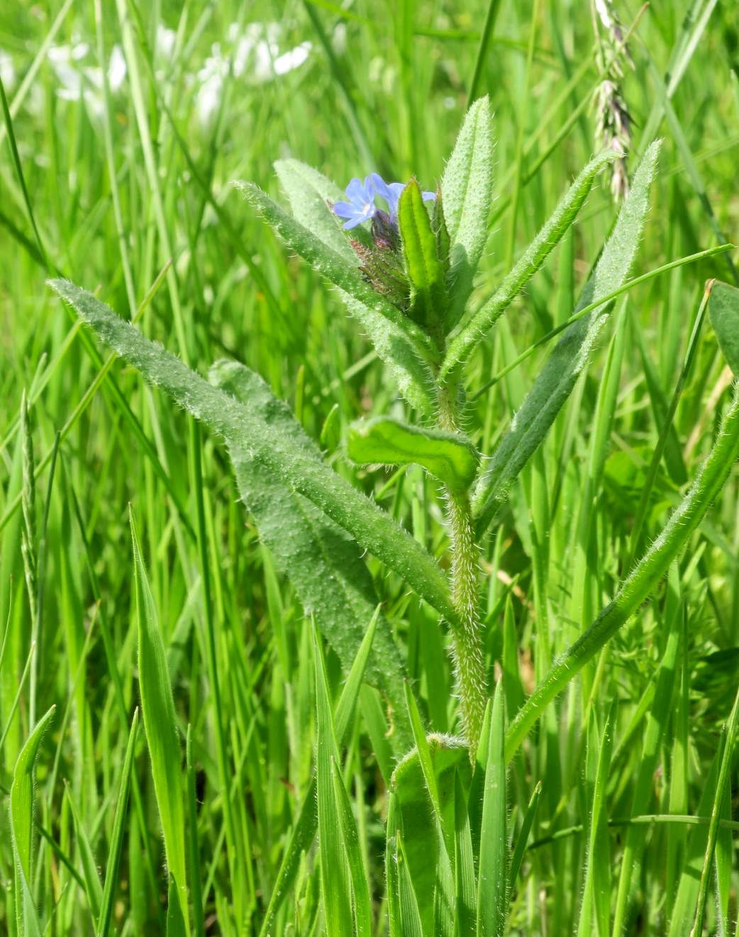 Изображение особи Lycopsis arvensis.