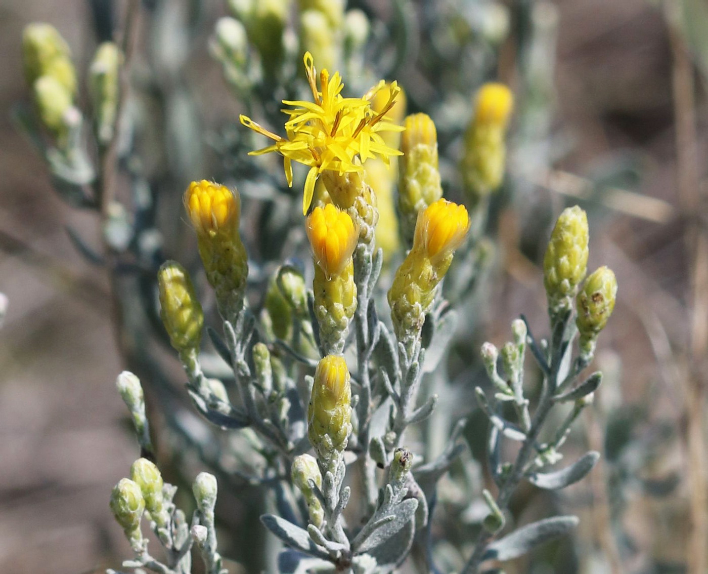 Image of Galatella villosa specimen.