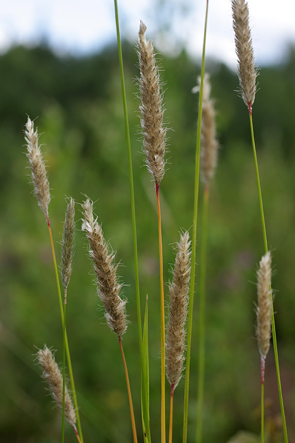 Изображение особи Alopecurus pratensis.