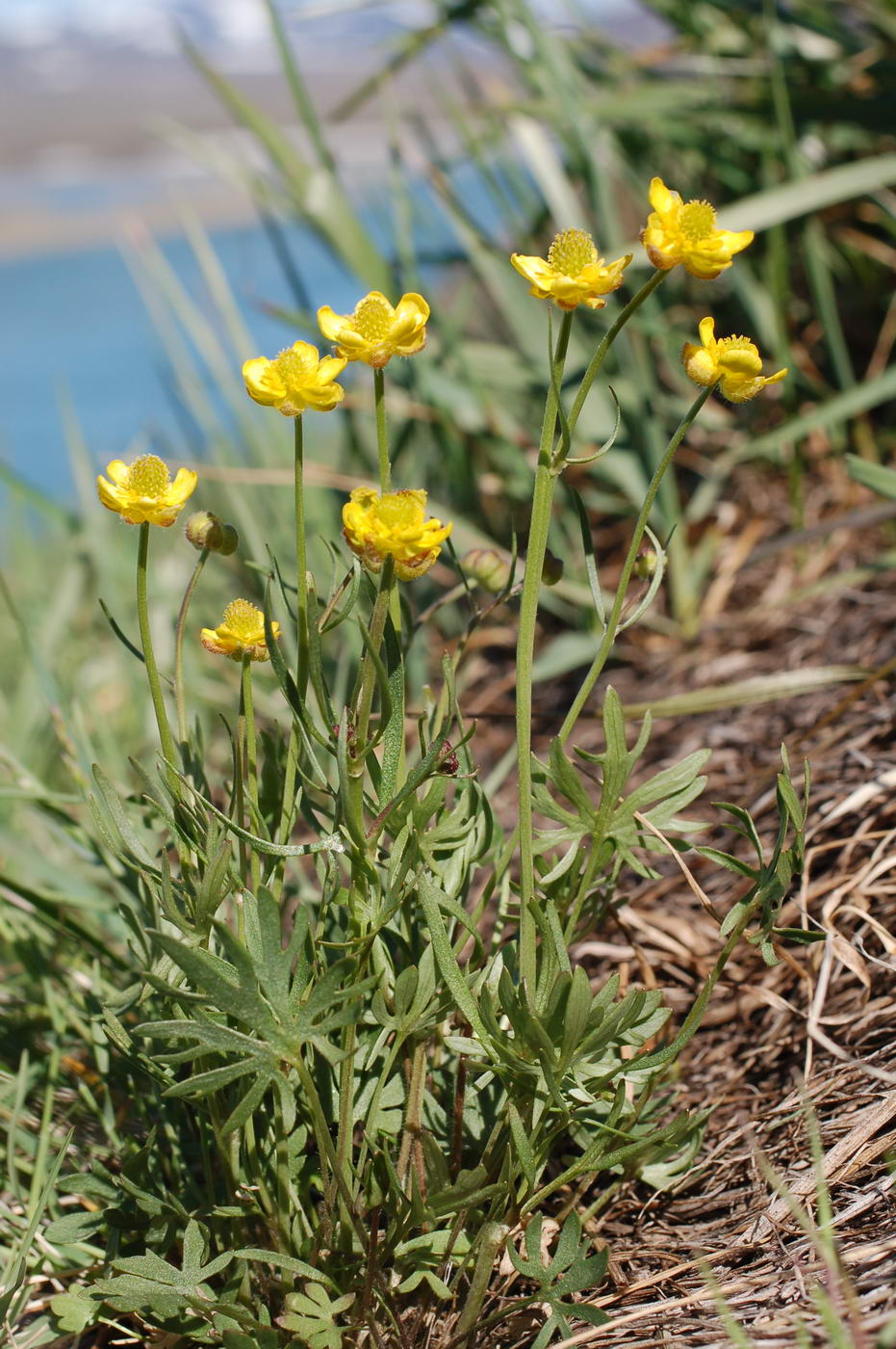 Изображение особи Ranunculus turneri.