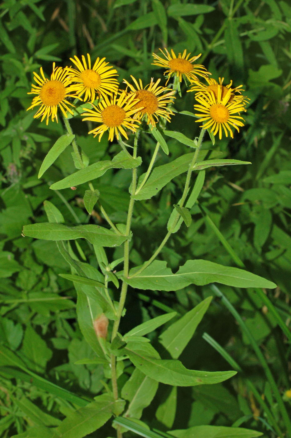 Image of genus Inula specimen.