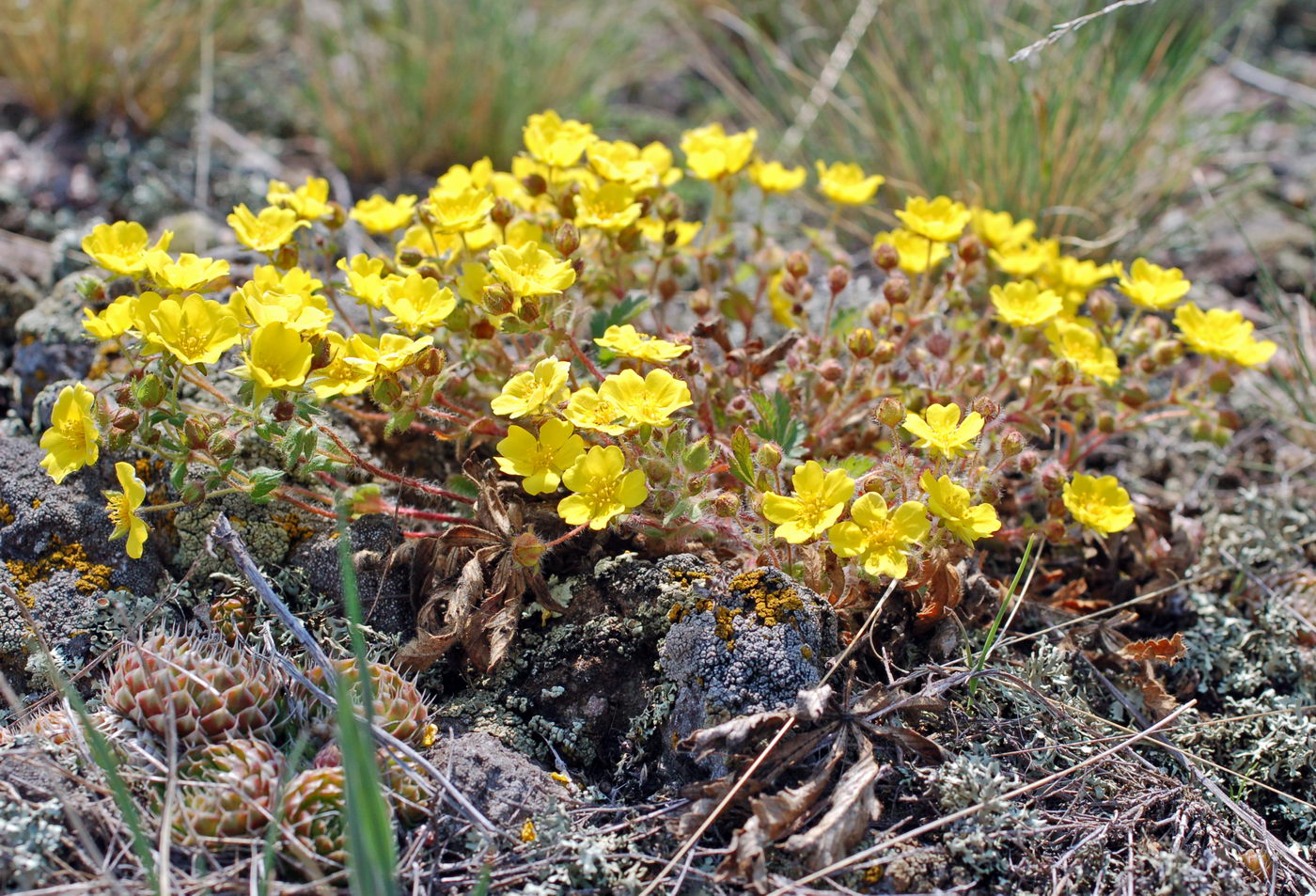 Изображение особи Potentilla humifusa.