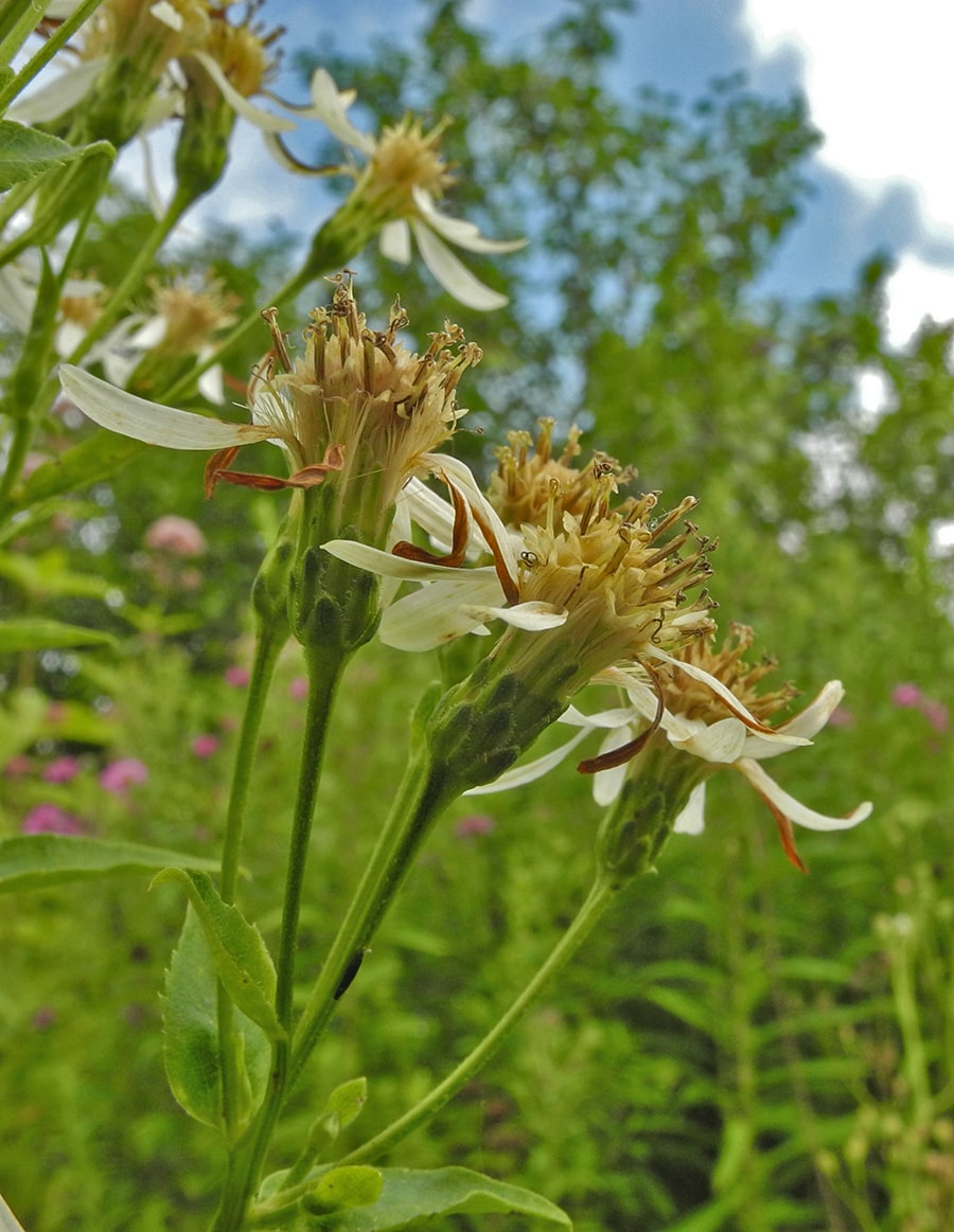 Изображение особи Doellingeria scabra.