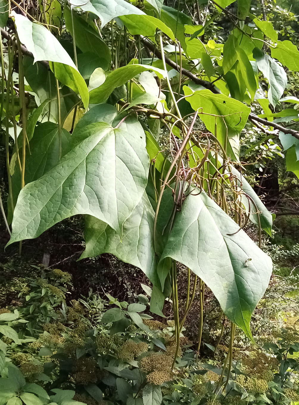 Image of Catalpa ovata specimen.