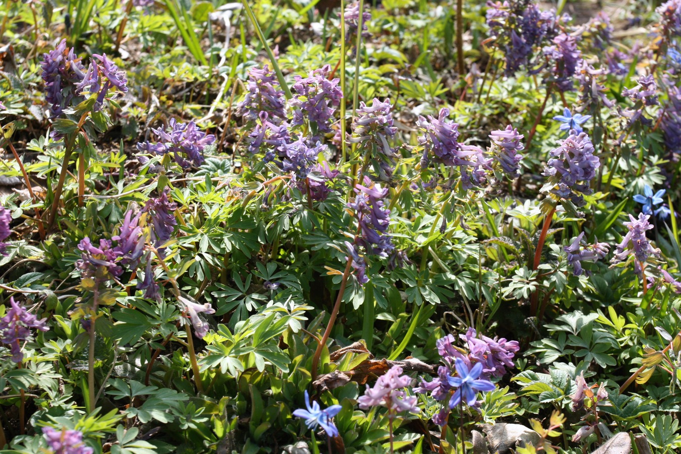 Изображение особи Corydalis solida.