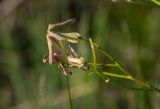 Hesperis tristis