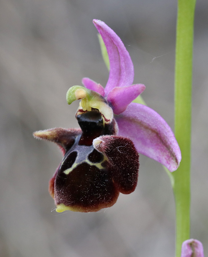 Изображение особи Ophrys oestrifera.