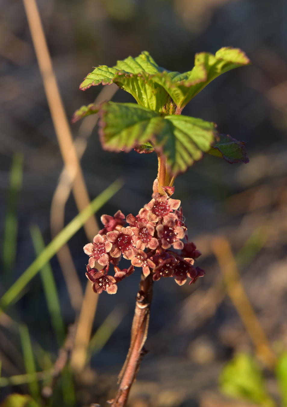 Image of Ribes triste specimen.