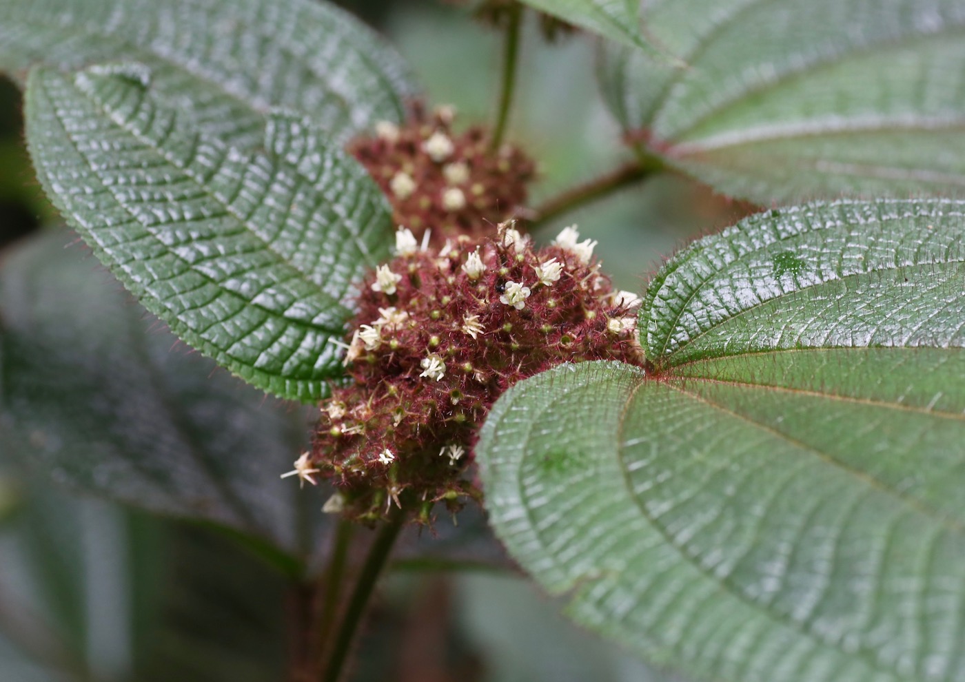 Image of Miconia allardii specimen.