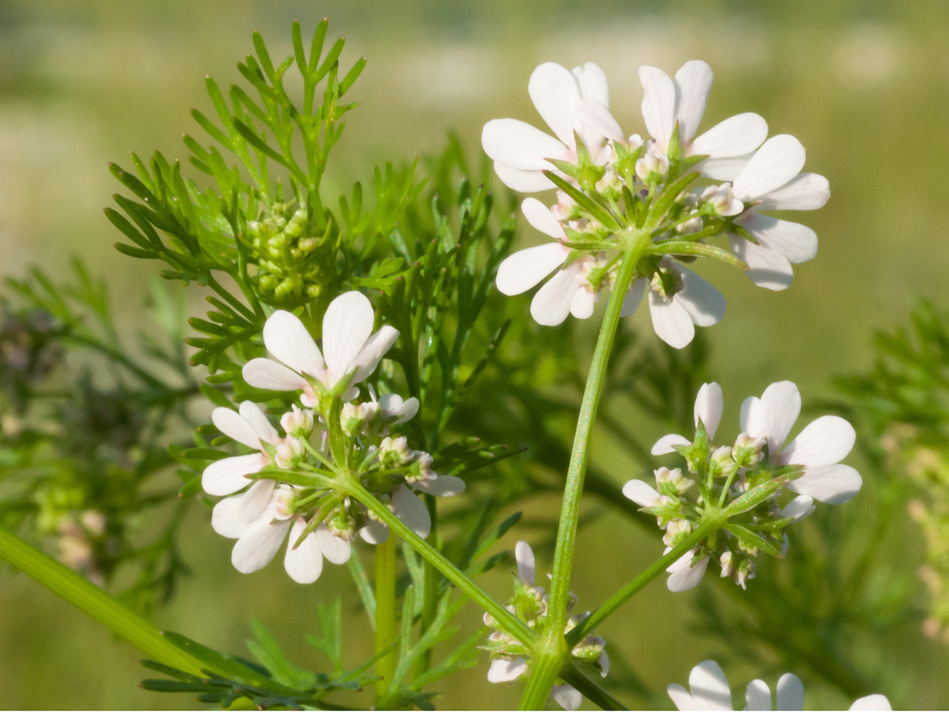 Изображение особи Coriandrum sativum.