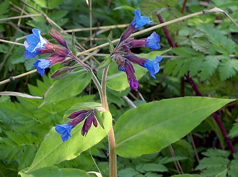 Изображение особи Pulmonaria mollis.