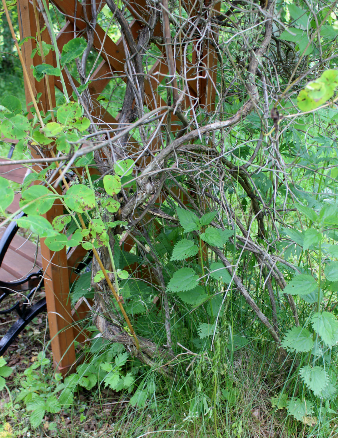 Image of Lonicera prolifera specimen.