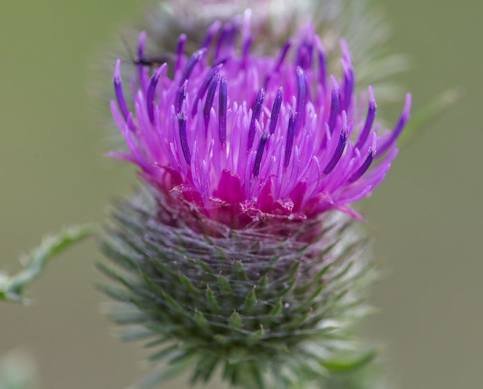 Изображение особи Carduus crispus.