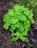 Oxalis acetosella. Вегетирующее растение в каплях дождя. Пермский край, Оханский р-н, Тулумбаихинское сельское поселение, Кунчурихинский бор, старая вырубка. 15.08.2020.