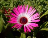 Dorotheanthus bellidiformis