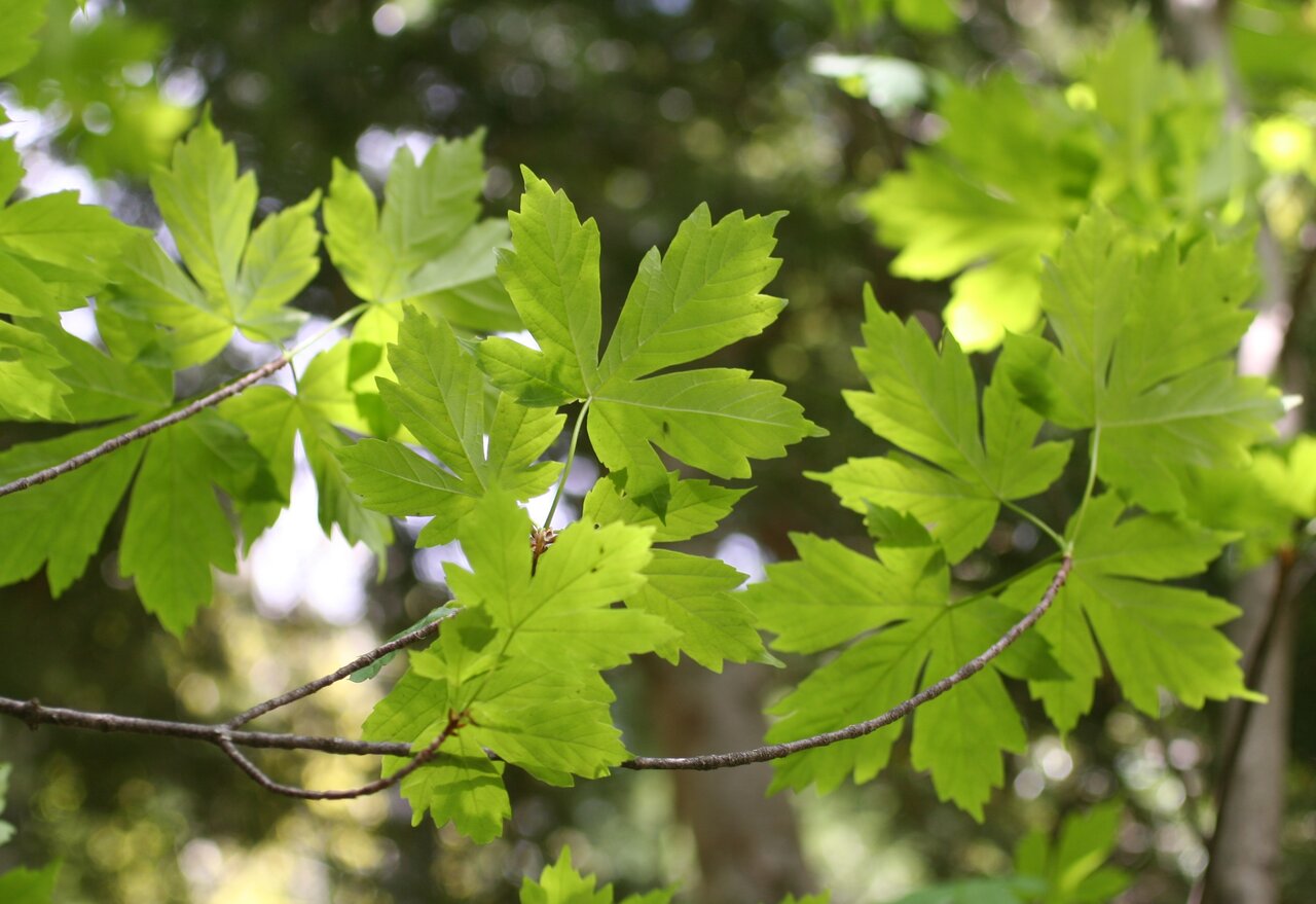 Image of Acer heldreichii specimen.