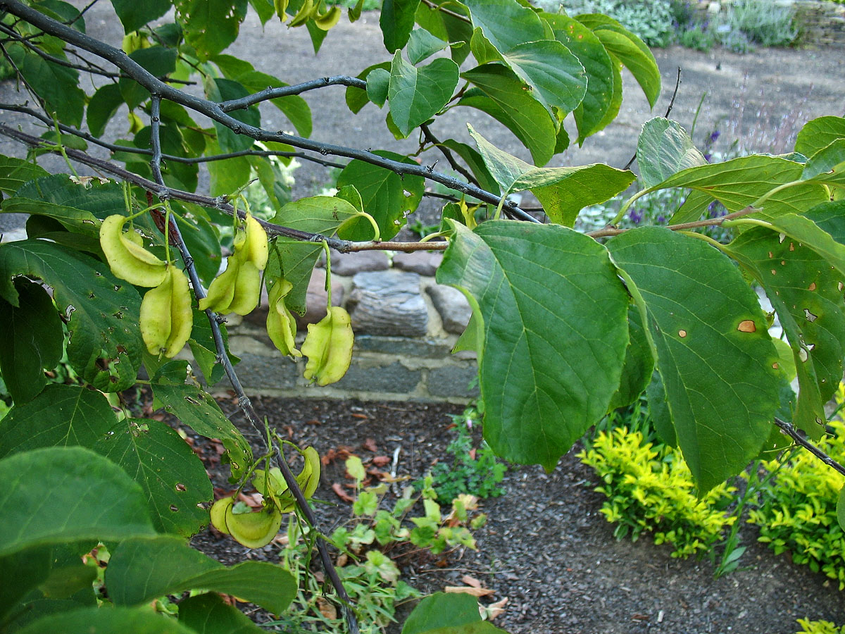 Изображение особи Halesia diptera.