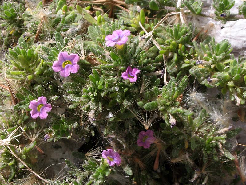 Изображение особи Calibrachoa parviflora.