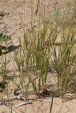 Calamagrostis meinshausenii